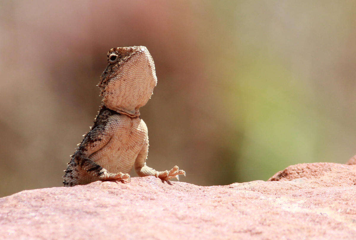 Image of Peters' ground agama