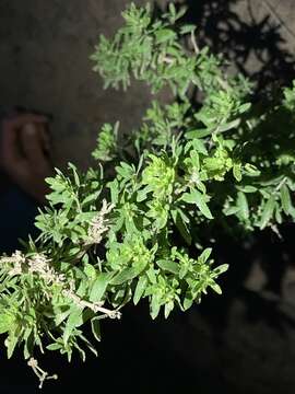 Image of Santa Catalina Island bedstraw