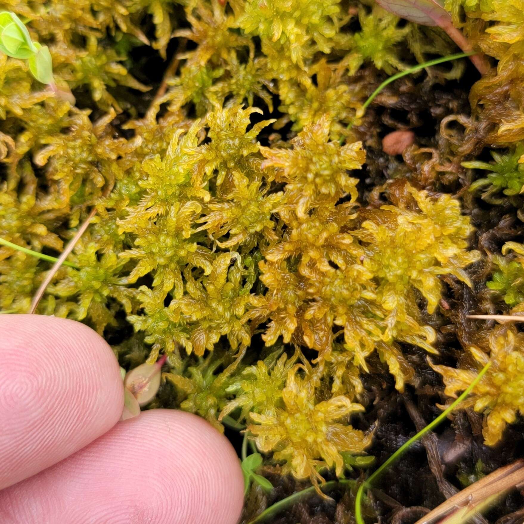 Image of slender cow-horn bog-moss