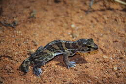 Image of Holodactylus africanus Boettger 1893