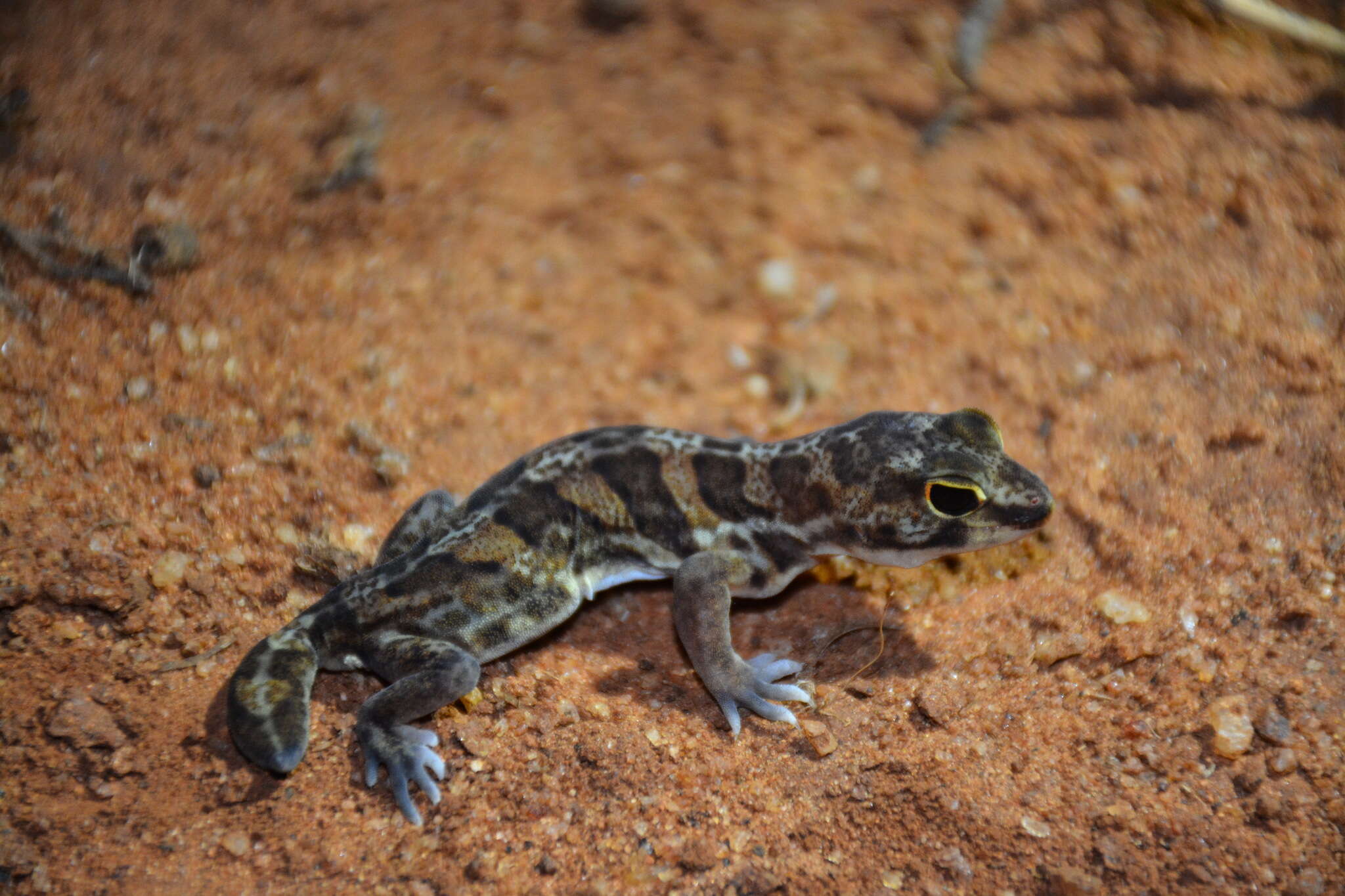 Image of Holodactylus africanus Boettger 1893