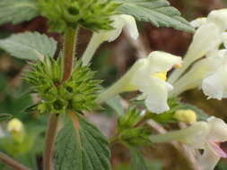 Image of Downy Hemp-nettle