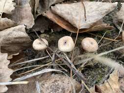 Imagem de Tulostoma rufum Lloyd 1906