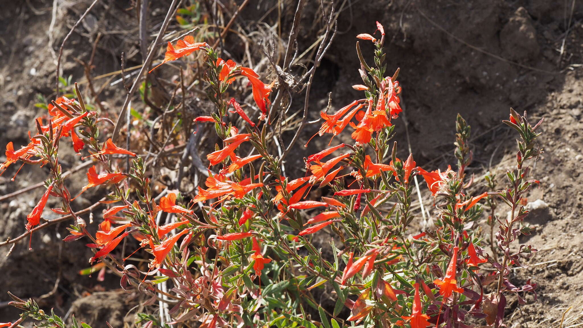 Image de Epilobium canum subsp. latifolium (Hook.) P. H. Raven