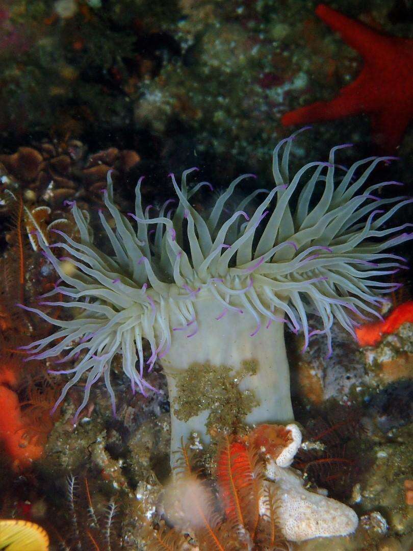 Image of False plum anemone