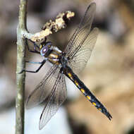 Image of Beaverpond Baskettail