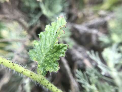 Image of stinging phacelia