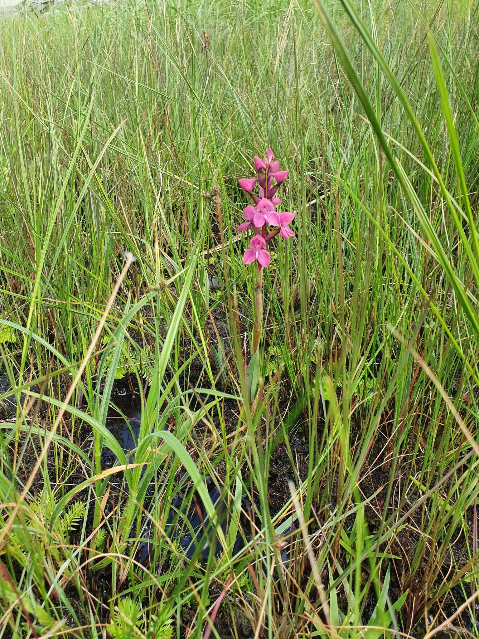 Image of Disa caffra Bolus