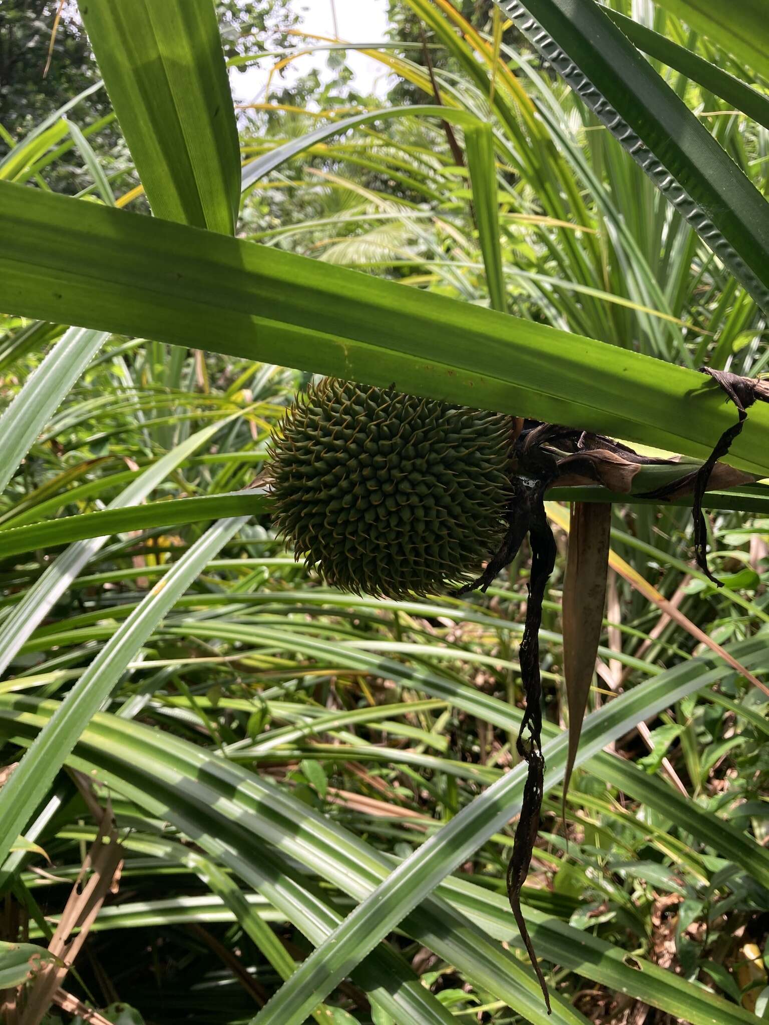 Image of Scrub breadfruit