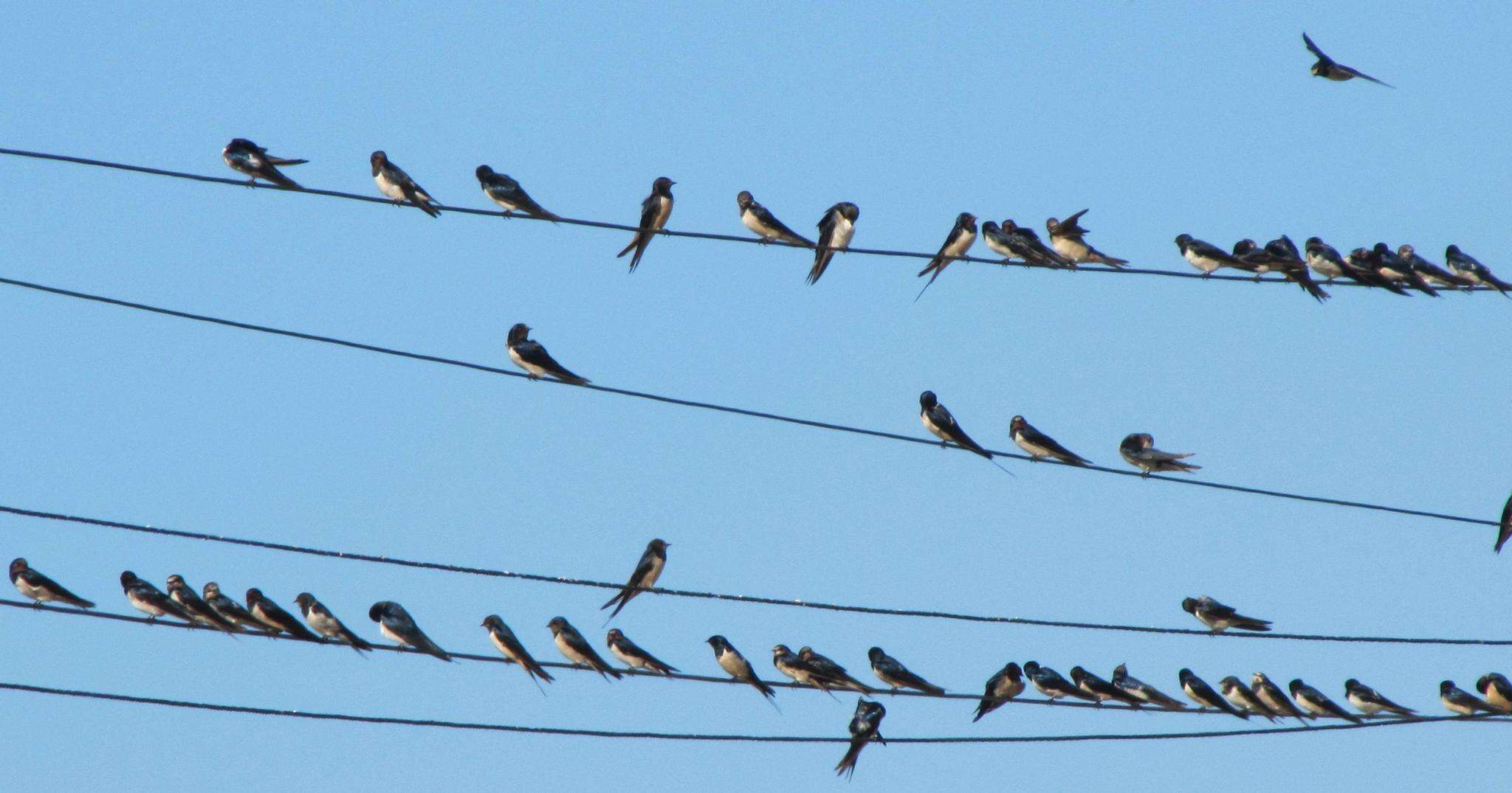 Image of Hirundo rustica rustica Linnaeus 1758