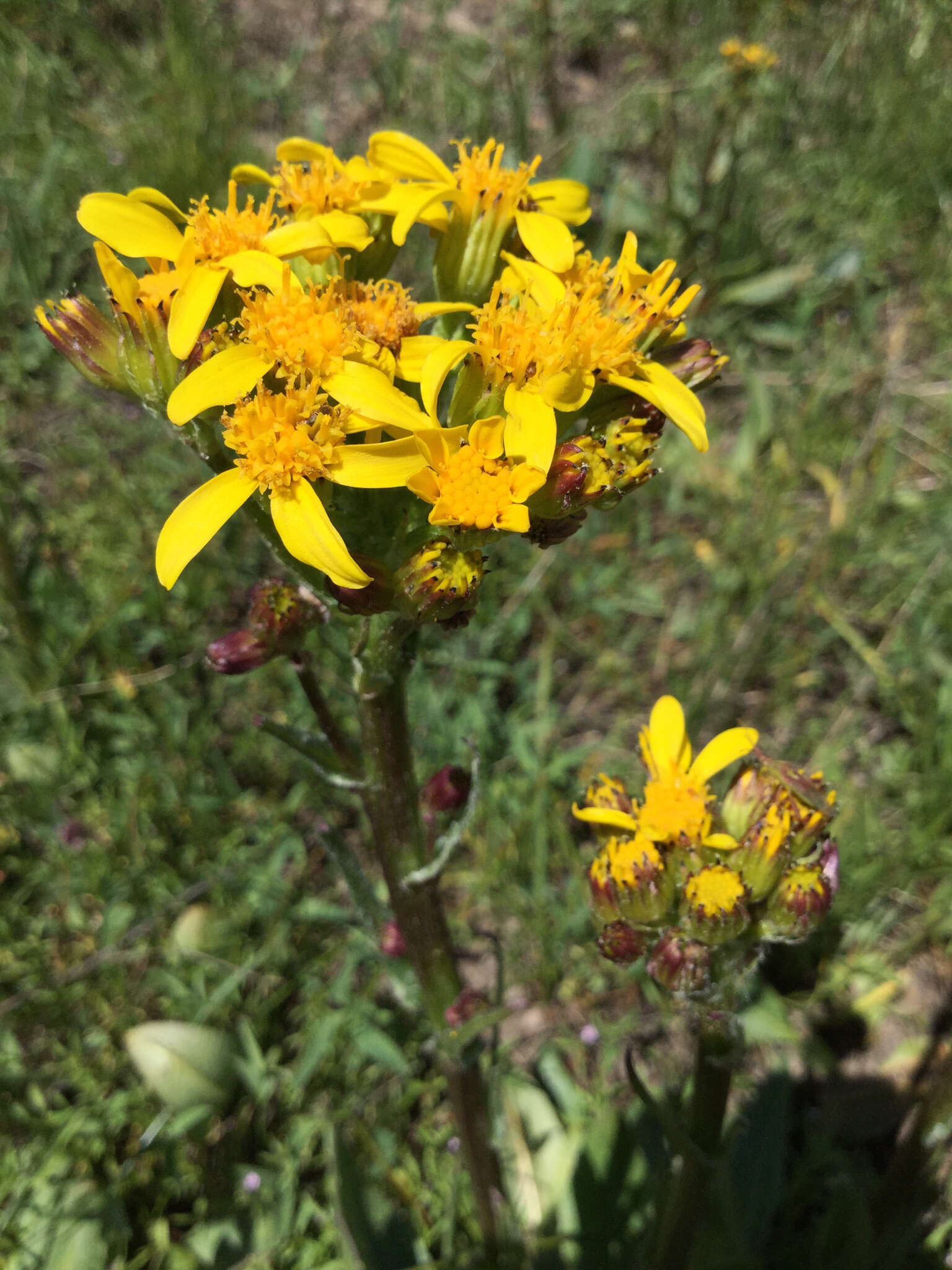 Image of lambstongue ragwort