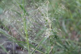 Eragrostis trichodes (Nutt.) Alph. Wood resmi