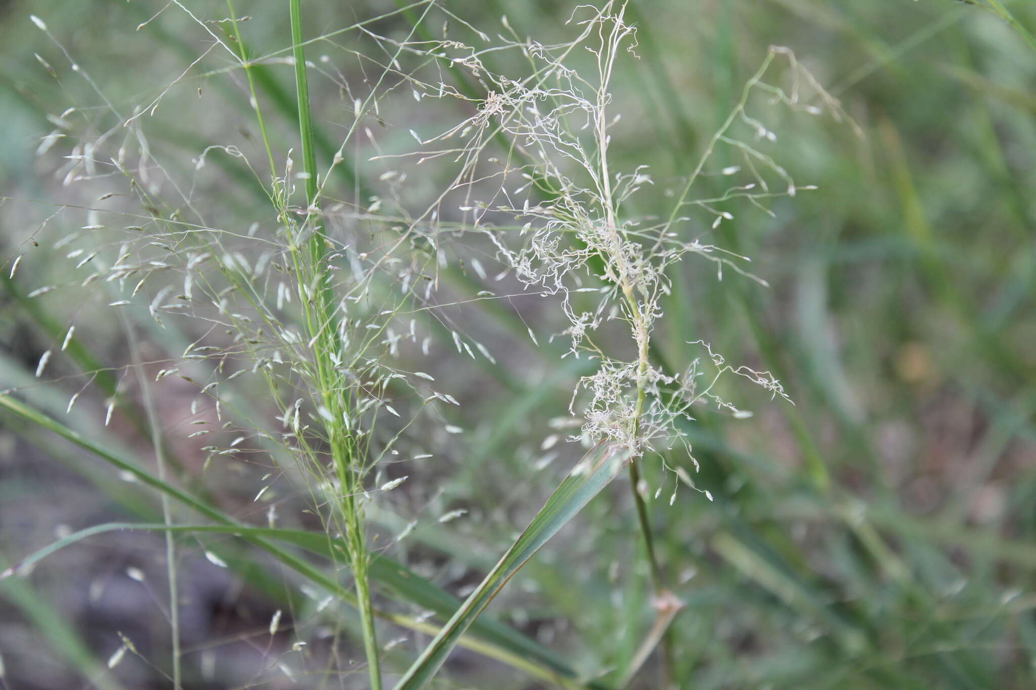 Eragrostis trichodes (Nutt.) Alph. Wood resmi