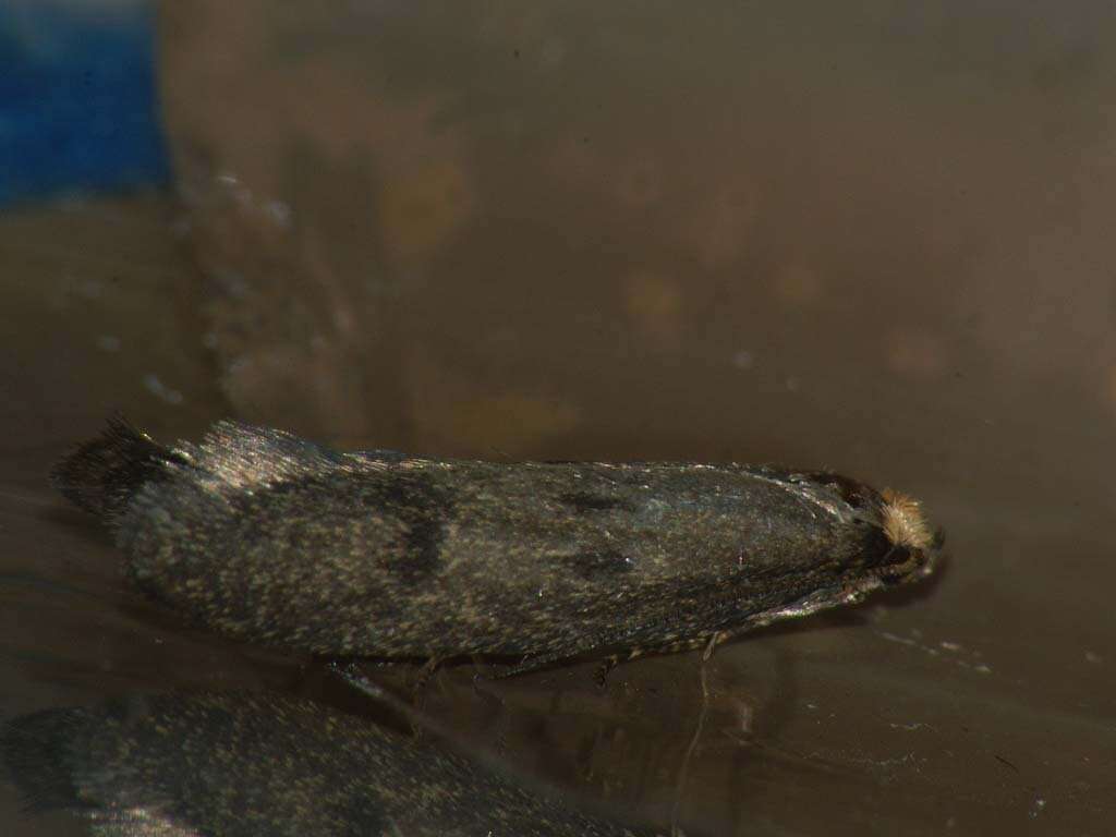 Image of Agnoea josephinae