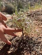 Image of sanddune ipomopsis