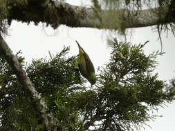 Image of Banded Sunbird