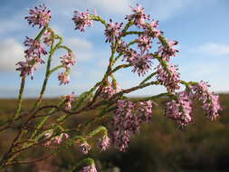 Image of Erica innovans E. G. H. Oliver