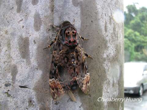 Image of Bee Robber