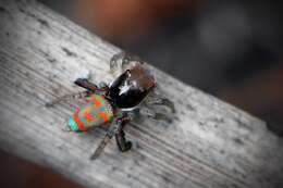 Image of Peacock spider