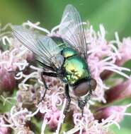 Image of Neomyia viridescens (Robineau-Desvoidy 1830)