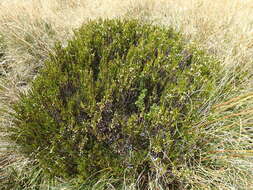 Image de Dracophyllum rosmarinifolium (Forst. fil.) R. Br.