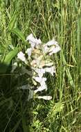 Image of longsepal beardtongue