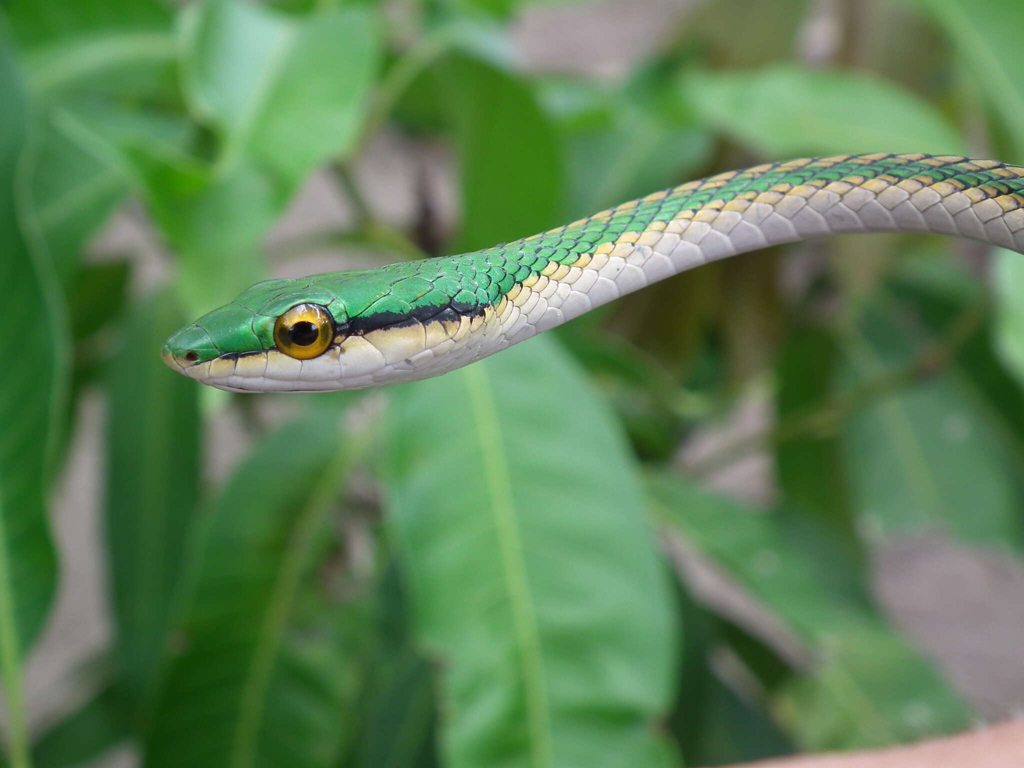 Leptophis ahaetulla liocercus (Wied-Neuwied 1824)的圖片