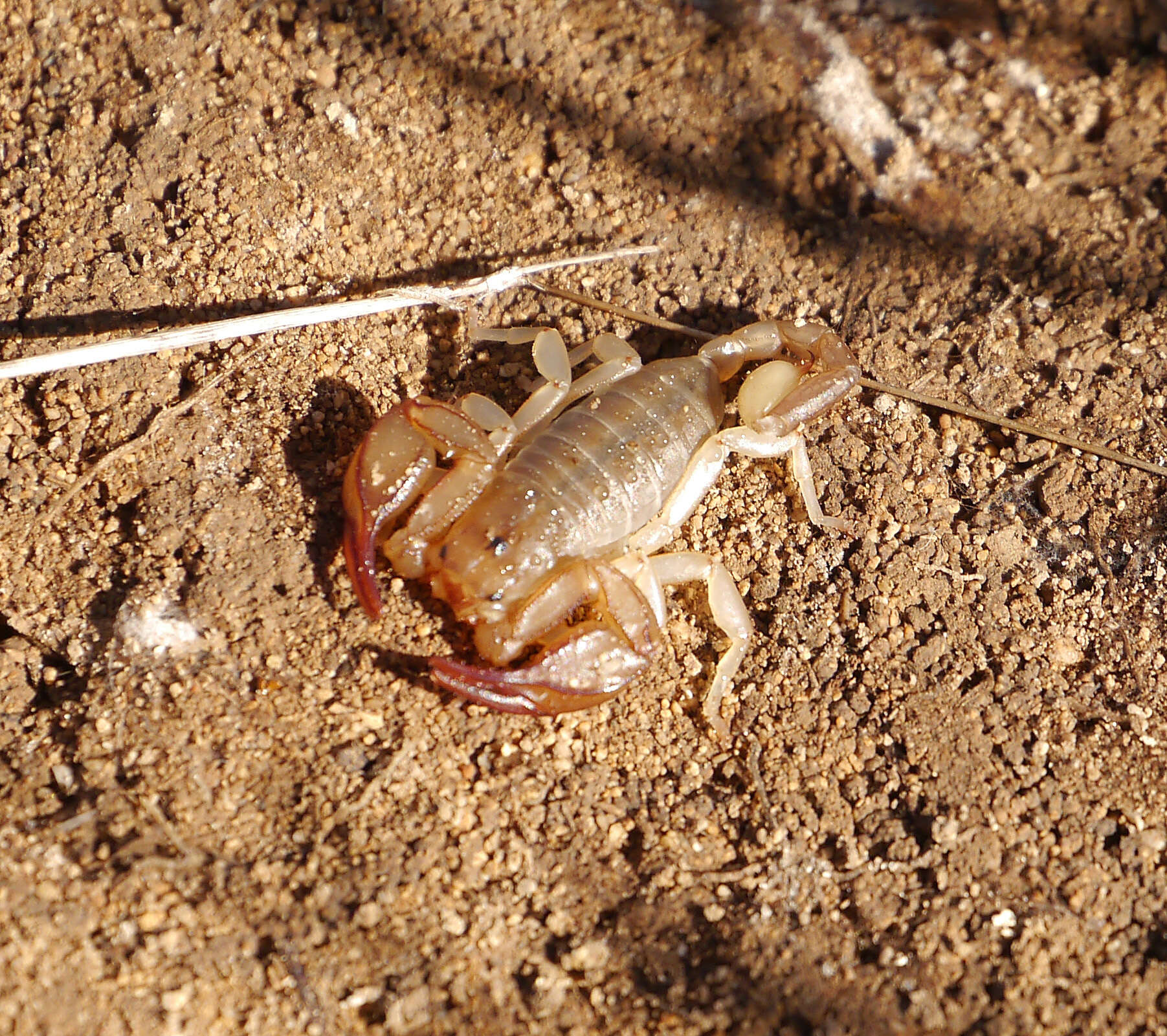 Image of Euscorpius balearicus Caporiacco 1950