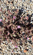 Image of Silene sedoides Poir.