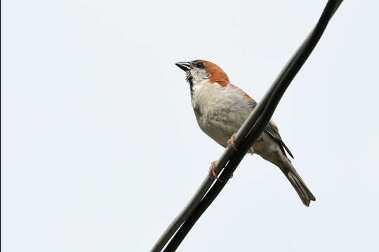 Image of Russet Sparrow