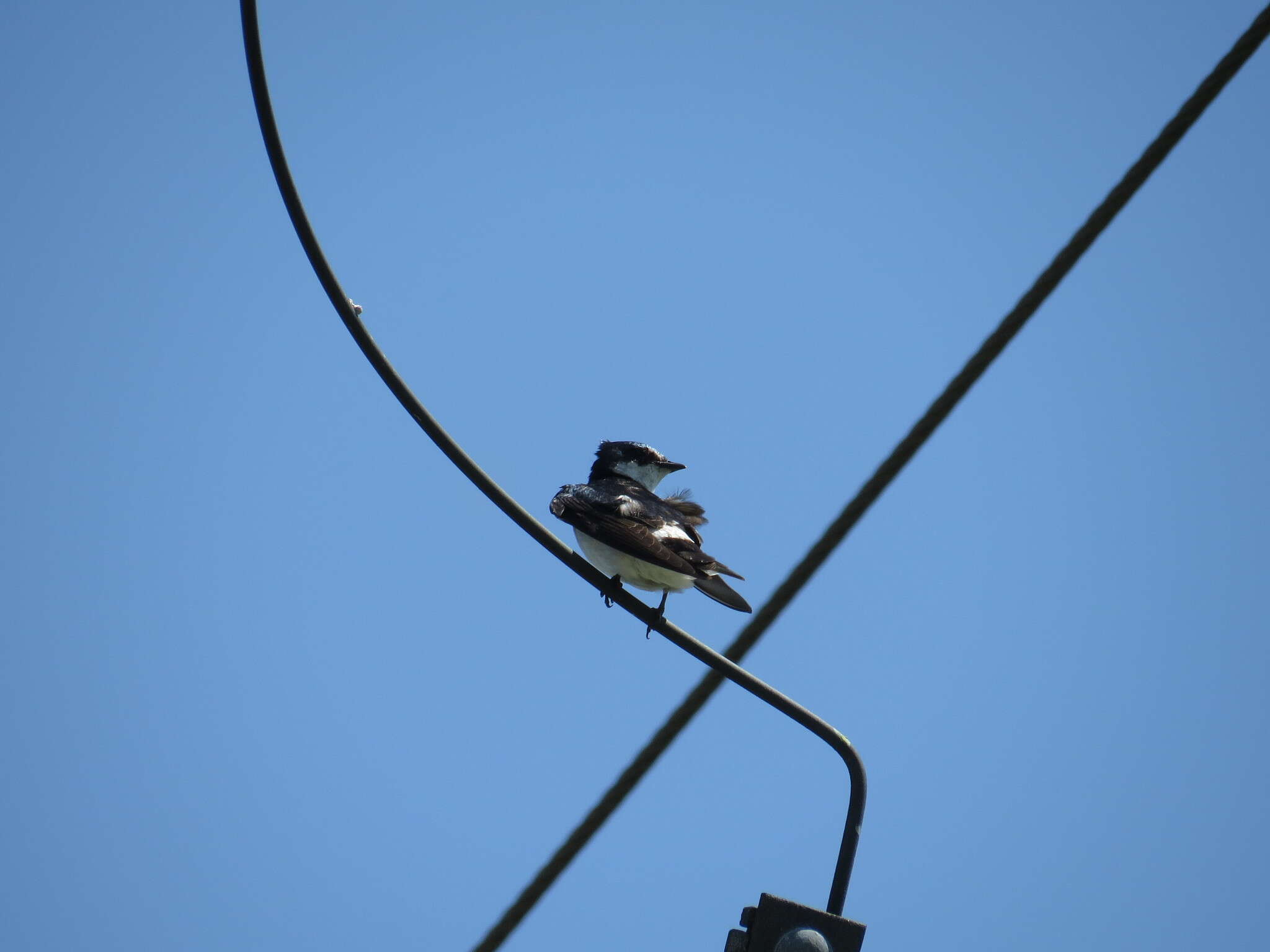 Image of Mangrove Swallow