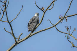 Image of Gray-backed Hawk