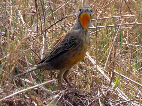 Image of Macronyx capensis capensis (Linnaeus 1766)