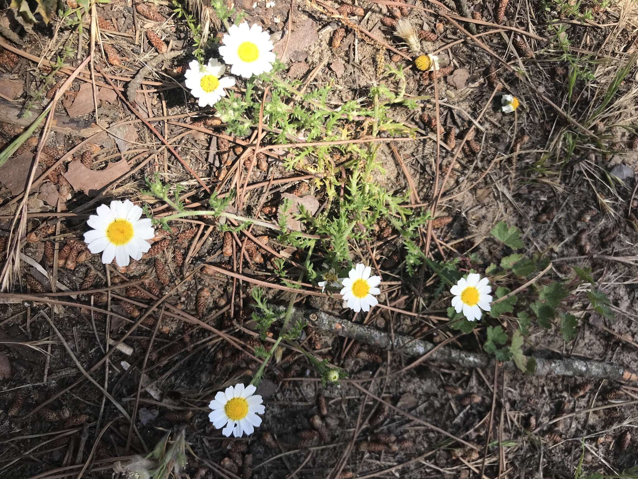 亚美利菊的圖片