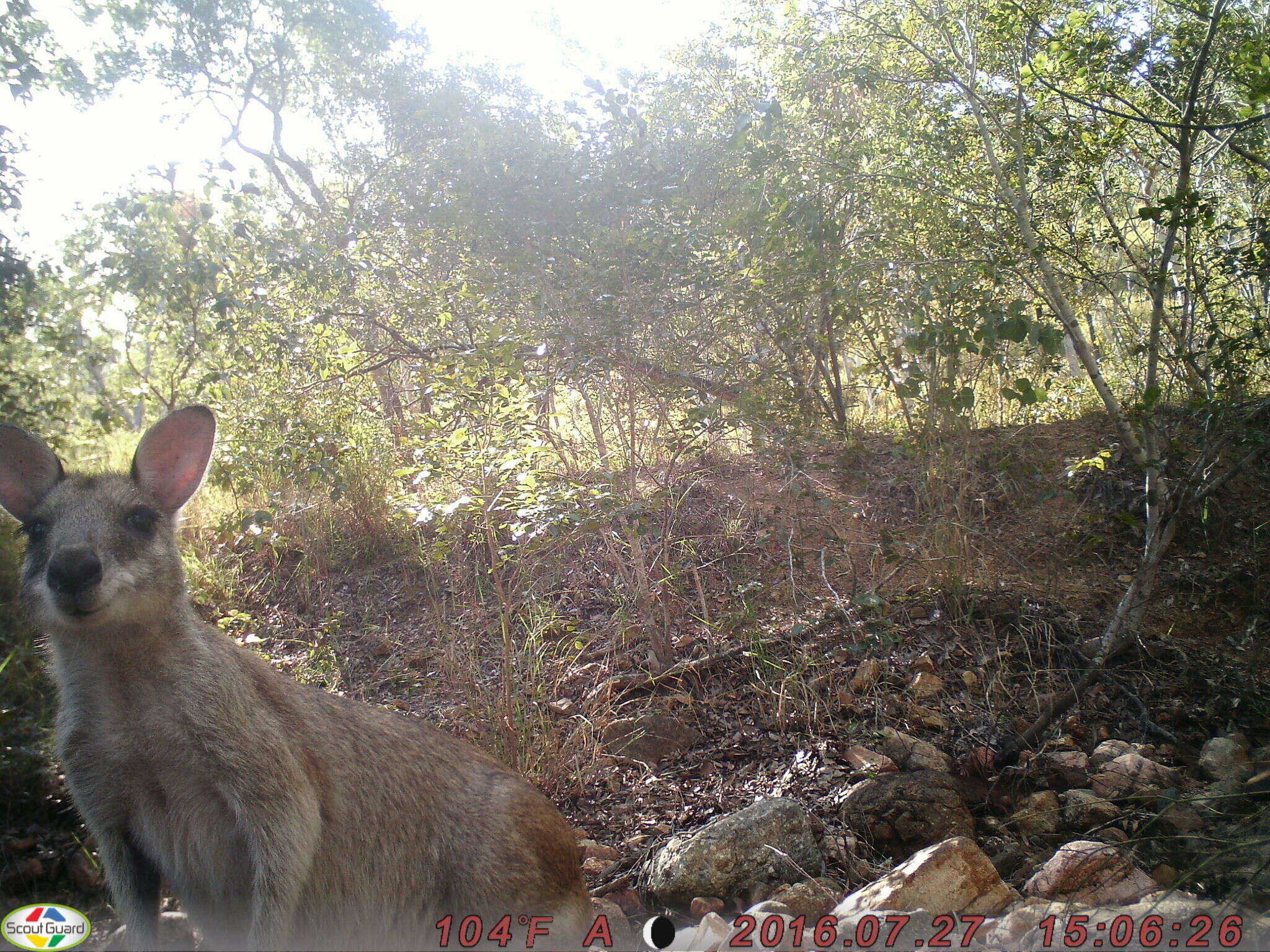 Image of Agile Wallaby