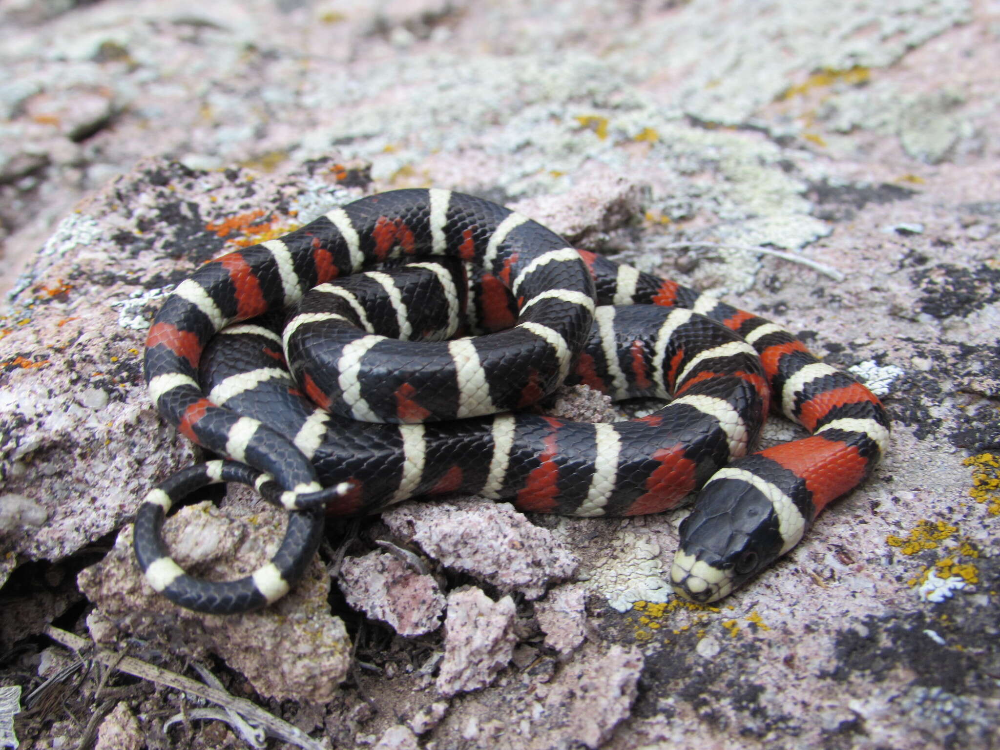 صورة Lampropeltis pyromelana infralabialis Tanner 1953