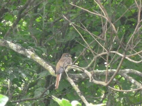 Image of Collared Trogon