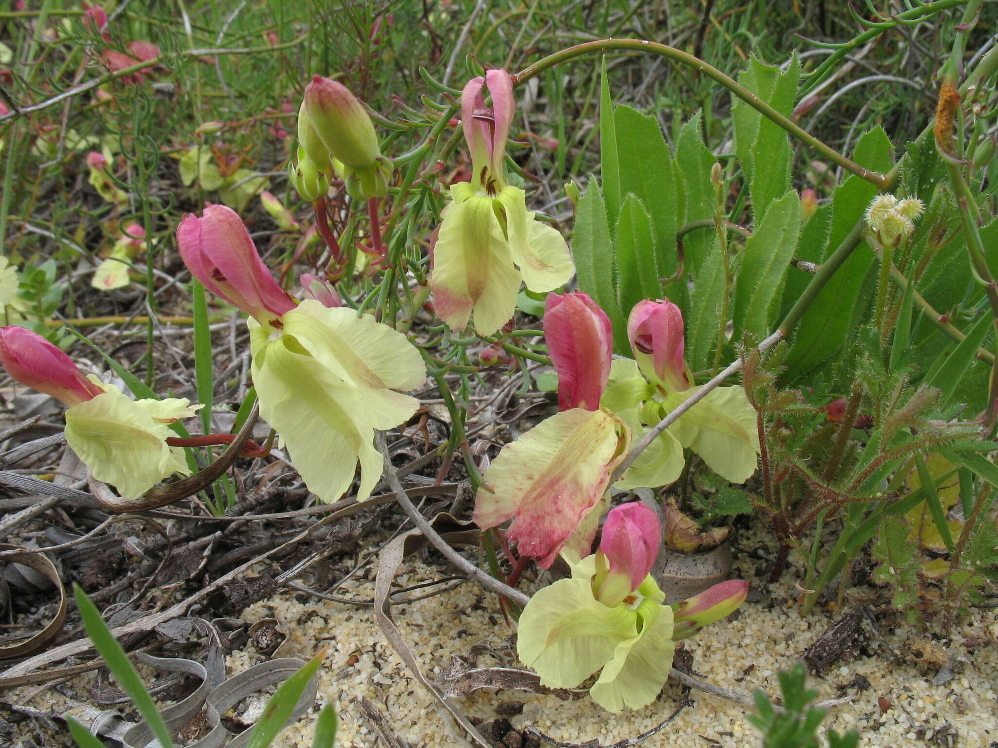 Image of Yellow Leschenaultia