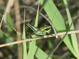 Image of Eupholidoptera tyrrhenica Allegrucci, Massa, Trasatti & Sbordoni 2014