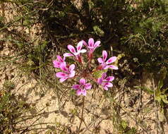 Image of Pelargonium chelidonium (Houtt.) DC.