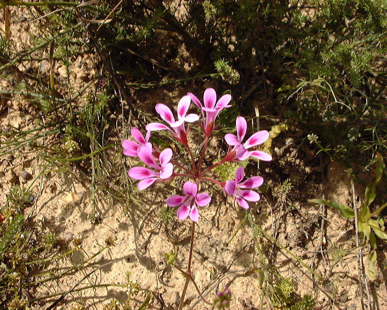 Image of Pelargonium chelidonium (Houtt.) DC.