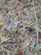 Image de Delphinium gracile DC.