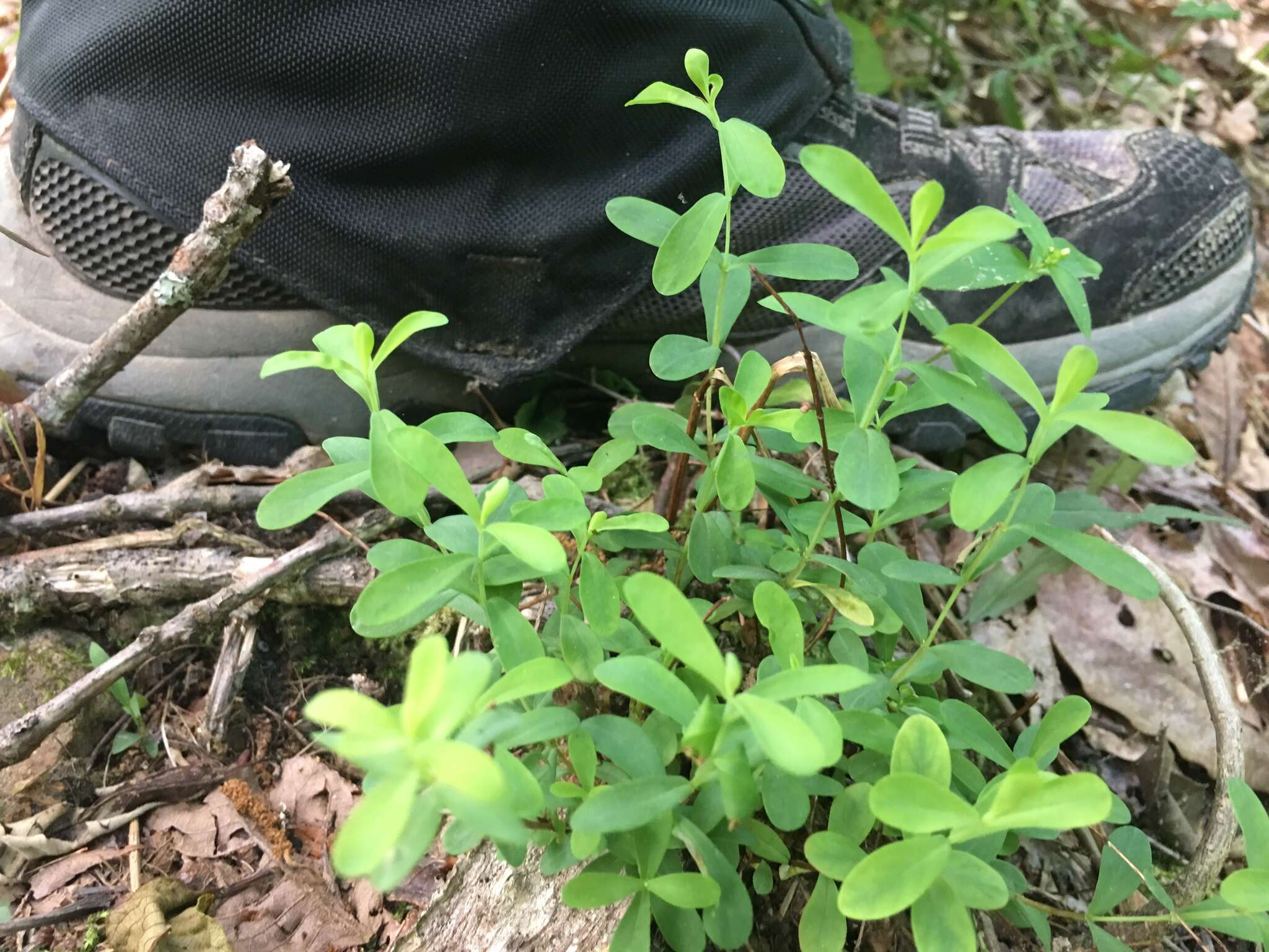 Imagem de Hypericum hypericoides subsp. multicaule (Michaux ex Willd.) N. K. B. Robson