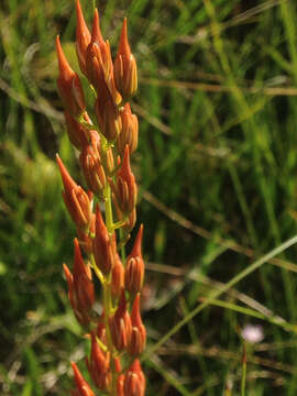 Image of California bog asphodel