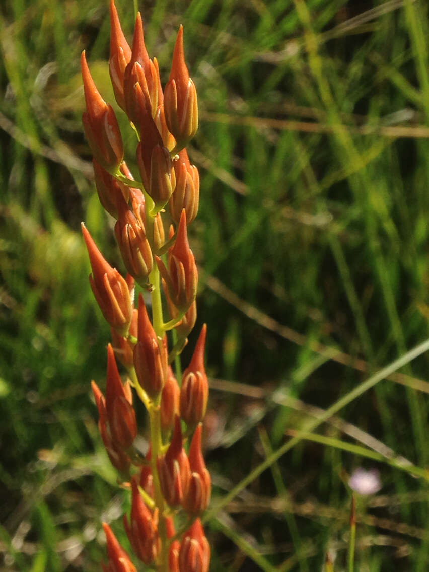 Image of California bog asphodel