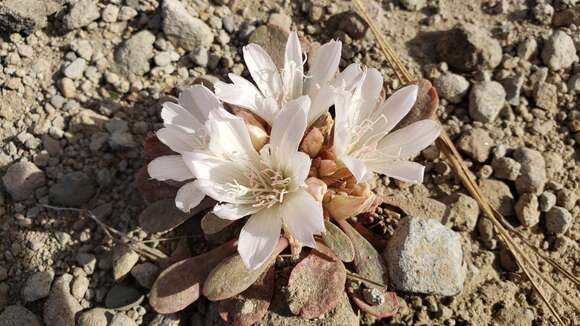 Image of Kellogg's lewisia