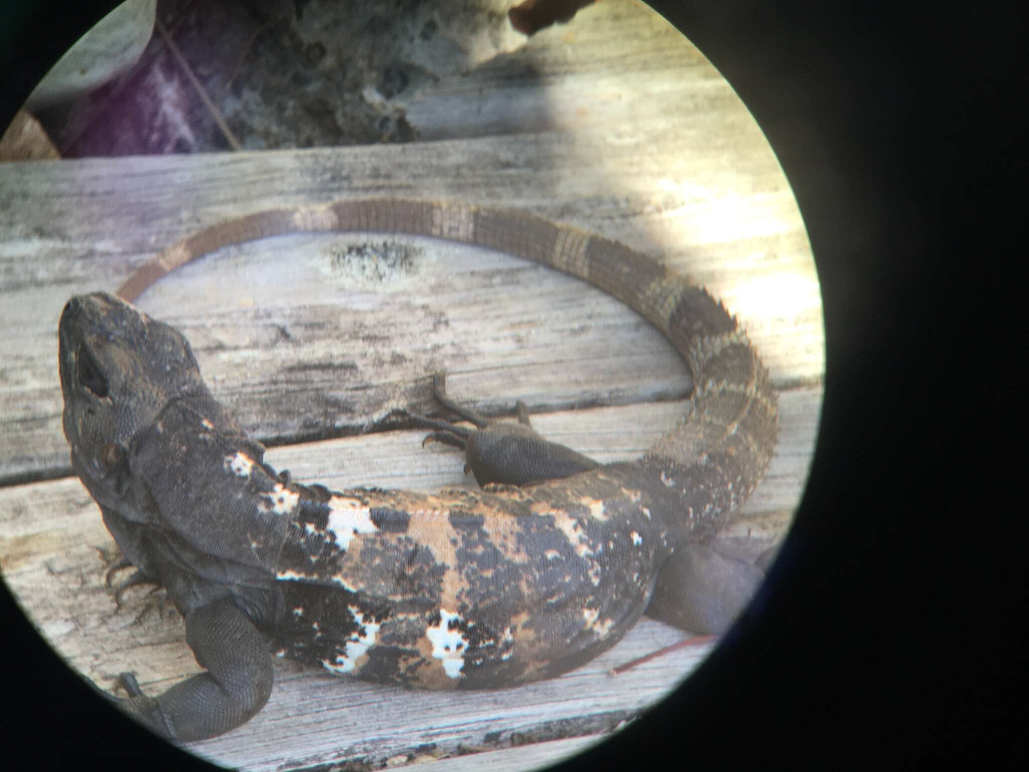 Image of De Queiroz's Spiny-tailed Iguana