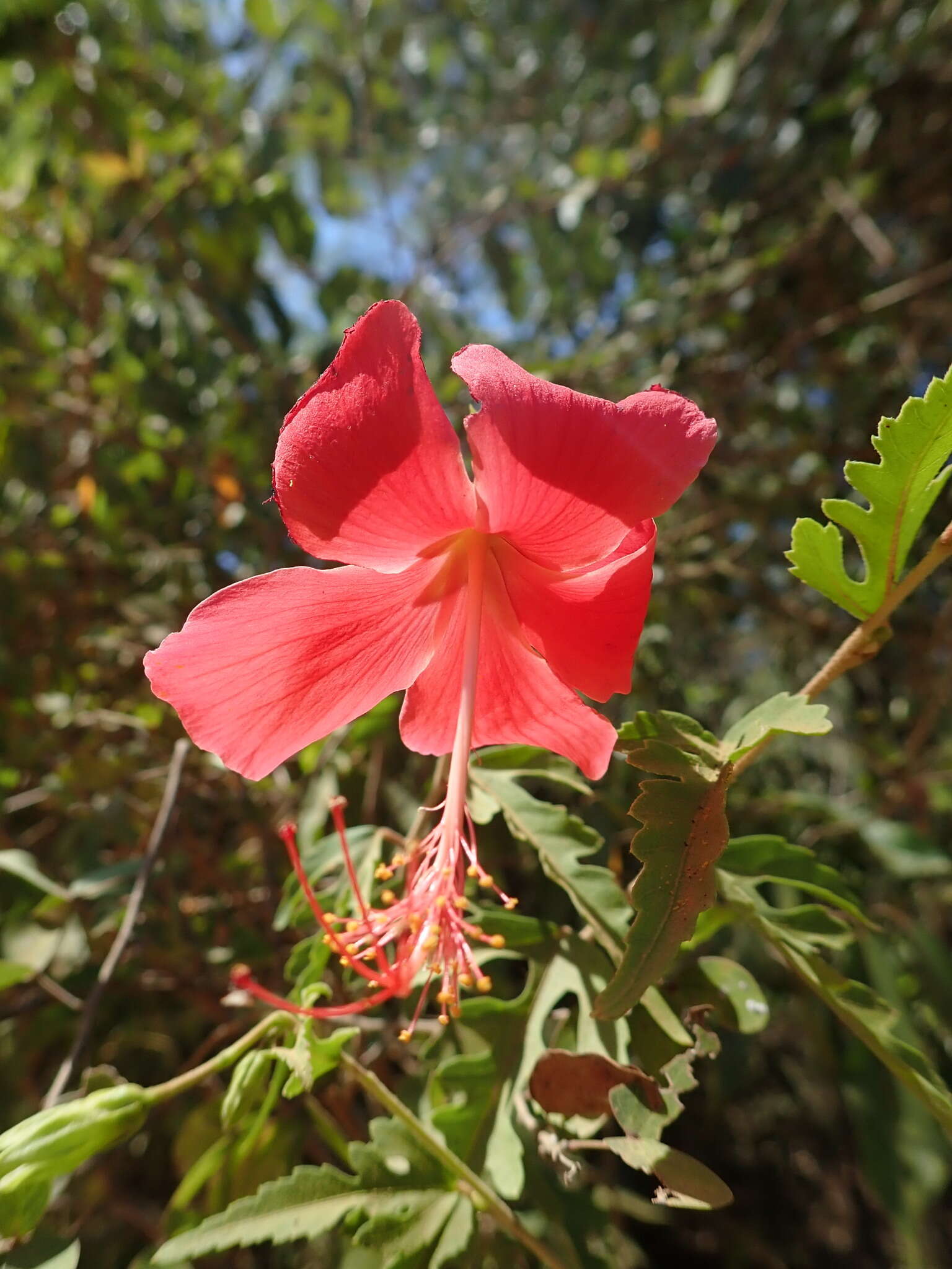 Image of Hibiscus grandidieri var. manamboloensis (Hochr.) Hochr.