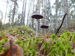 Image of Psilocybe fuscofulva Peck 1887