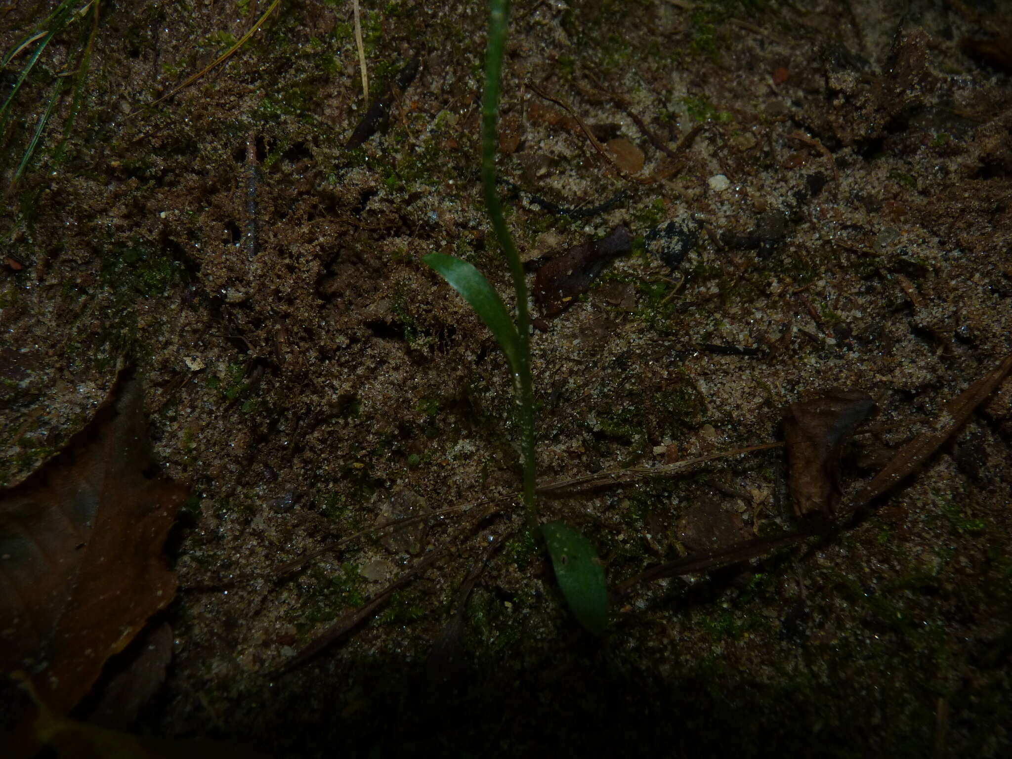 Image of October lady's tresses